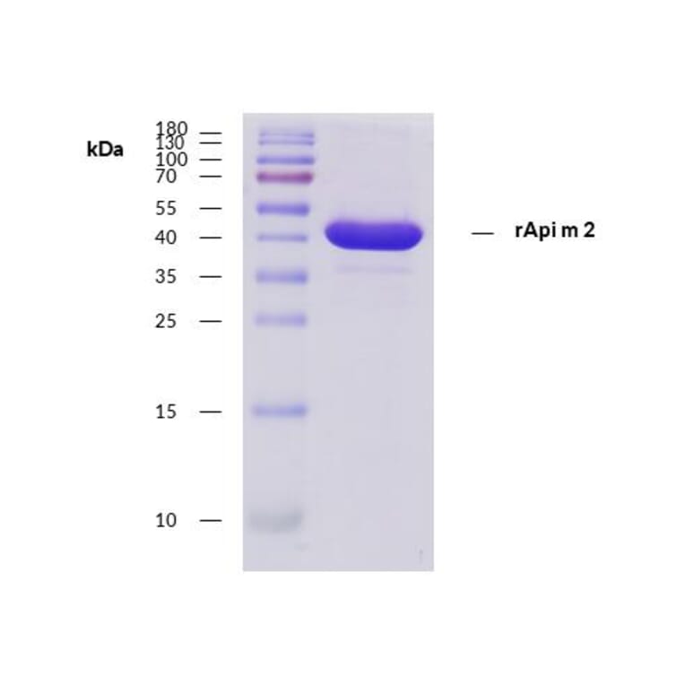 SDS-Page - Recombinant Api m 2 (2.0101) Protein (A285877) - Antibodies.com