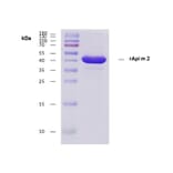 SDS-Page - Recombinant Api m 2 (2.0101) Protein (A285877) - Antibodies.com