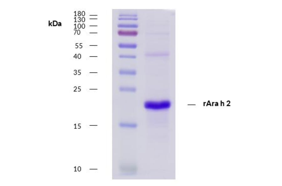 SDS-Page - Recombinant Ara h 2 (2.0201) Protein (A285878) - Antibodies.com
