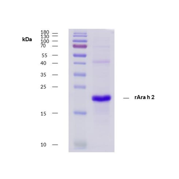 SDS-Page - Recombinant Ara h 2 (2.0201) Protein (A285878) - Antibodies.com