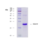 SDS-Page - Recombinant Ara h 2 (2.0201) Protein (A285878) - Antibodies.com