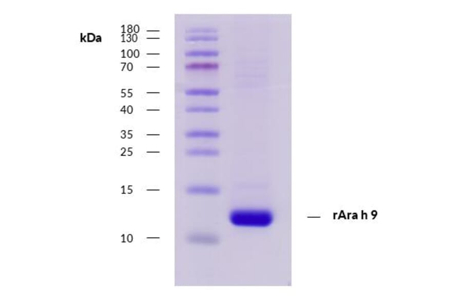 SDS-Page - Recombinant Ara h 9 (9.0101) Protein (A285879) - Antibodies.com