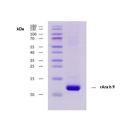 SDS-Page - Recombinant Ara h 9 (9.0101) Protein (A285879) - Antibodies.com