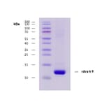 SDS-Page - Recombinant Ara h 9 (9.0101) Protein (A285879) - Antibodies.com