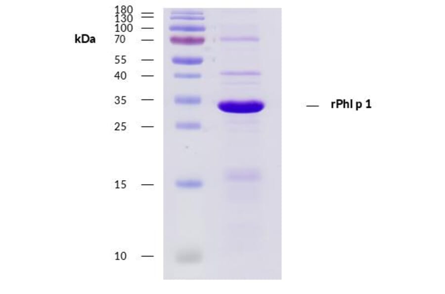 SDS-Page - Recombinant Phl p 1 (1.0102) Protein (A285881) - Antibodies.com