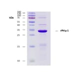 SDS-Page - Recombinant Phl p 1 (1.0102) Protein (A285881) - Antibodies.com