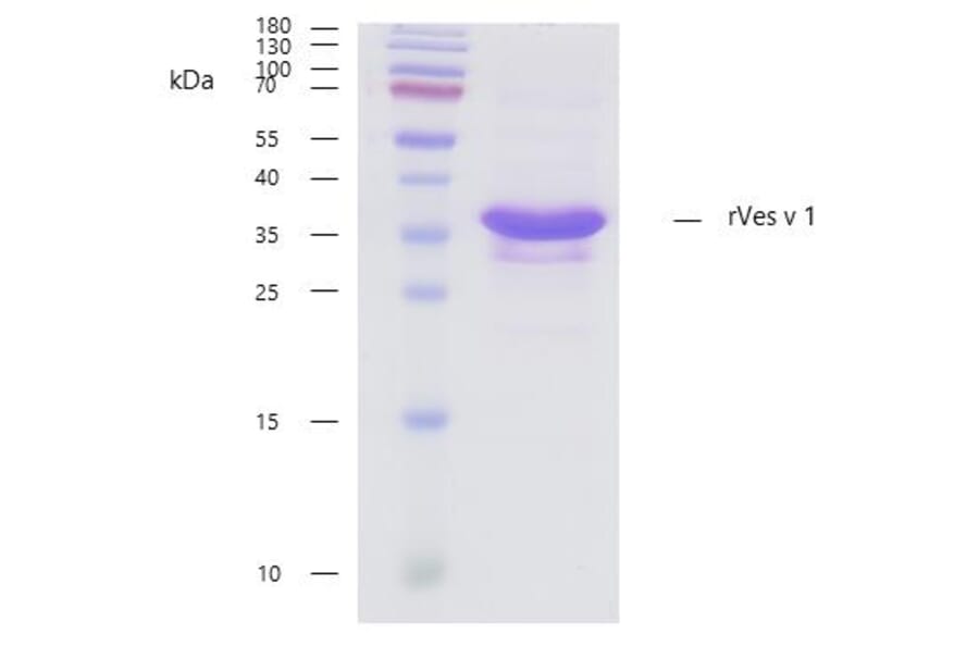 SDS-Page - Recombinant Ves v 1 (1.0101) Protein (A285882) - Antibodies.com