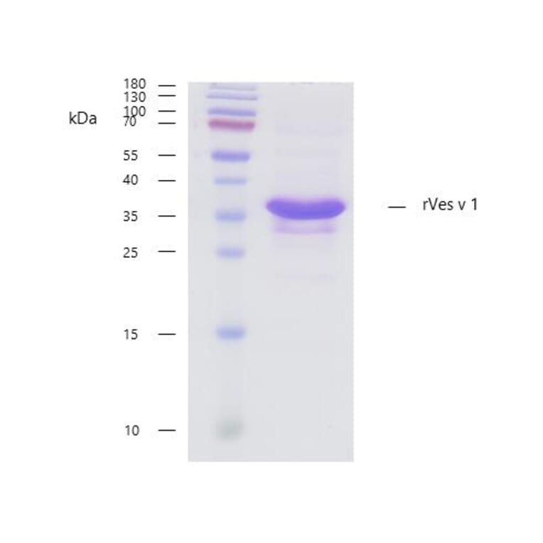 SDS-Page - Recombinant Ves v 1 (1.0101) Protein (A285882) - Antibodies.com