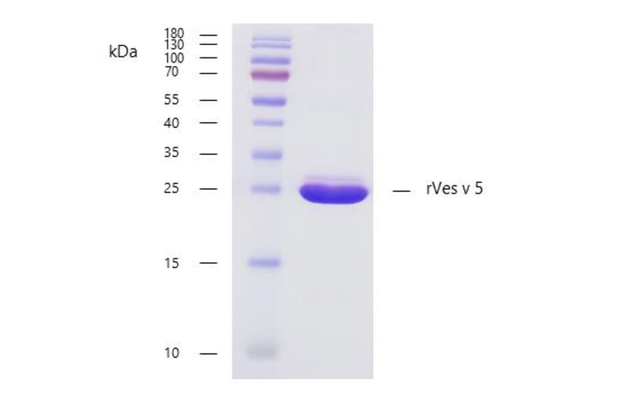 SDS-Page - Recombinant Ves v 5 (5.0101) Protein (A285883) - Antibodies.com