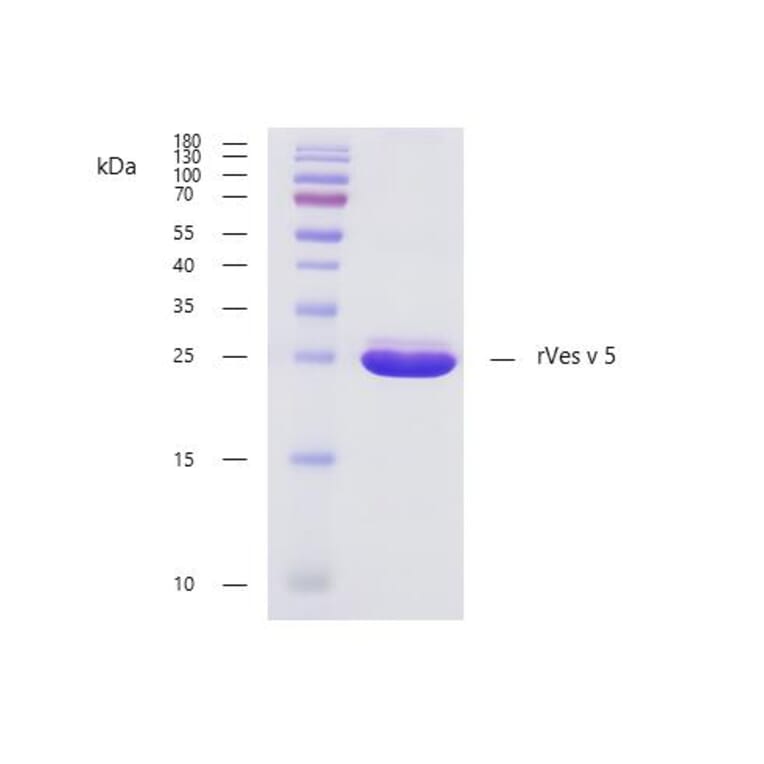 SDS-Page - Recombinant Ves v 5 (5.0101) Protein (A285883) - Antibodies.com