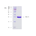 SDS-Page - Recombinant Ves v 5 (5.0101) Protein (A285883) - Antibodies.com