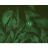 Immunocytochemistry - Anti-beta Tubulin Antibody [TU-06] (Alexa Fluor® 488) (A285918) - Antibodies.com