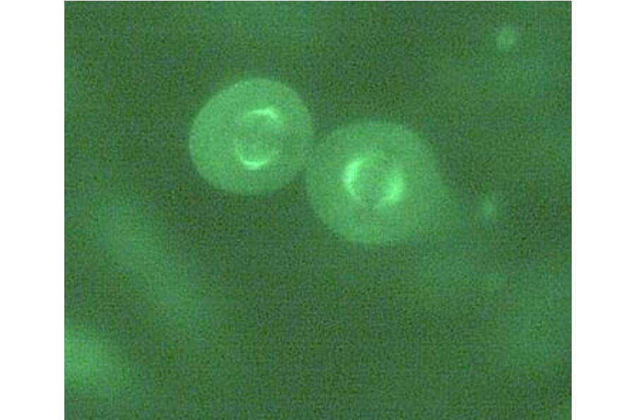 Immunocytochemistry - Anti-alpha Tubulin + beta Tubulin Antibody [TU-10] (Alexa Fluor® 488) (A285915) - Antibodies.com