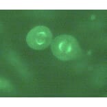 Immunocytochemistry - Anti-alpha Tubulin + beta Tubulin Antibody [TU-10] (Alexa Fluor® 488) (A285915) - Antibodies.com