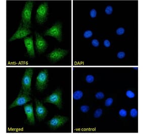 Immunofluorescence - Anti-ATF6 Antibody (A285927) - Antibodies.com