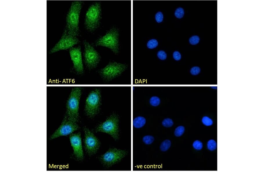 Immunofluorescence - Anti-ATF6 Antibody (A285927) - Antibodies.com