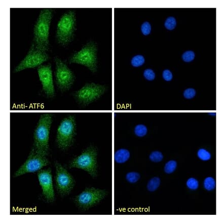 Immunofluorescence - Anti-ATF6 Antibody (A285927) - Antibodies.com