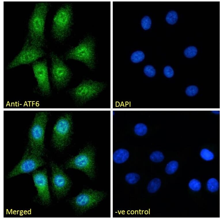 Immunofluorescence - Anti-ATF6 Antibody (A285927) - Antibodies.com