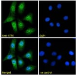 Immunofluorescence - Anti-ATF6 Antibody (A285927) - Antibodies.com