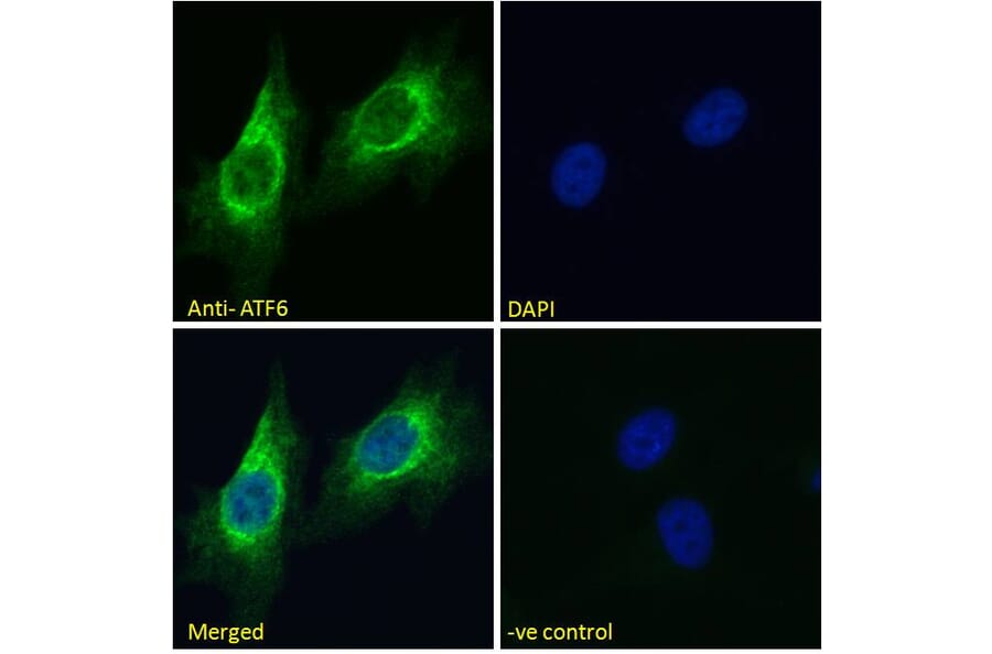 Immunofluorescence - Anti-ATF6 Antibody (A285927) - Antibodies.com