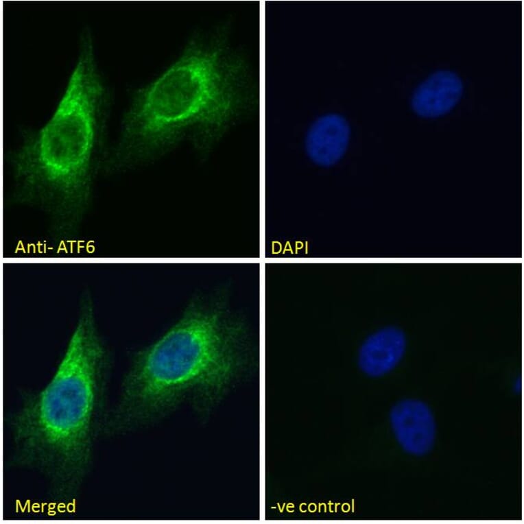 Immunofluorescence - Anti-ATF6 Antibody (A285927) - Antibodies.com