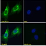 Immunofluorescence - Anti-ATF6 Antibody (A285927) - Antibodies.com