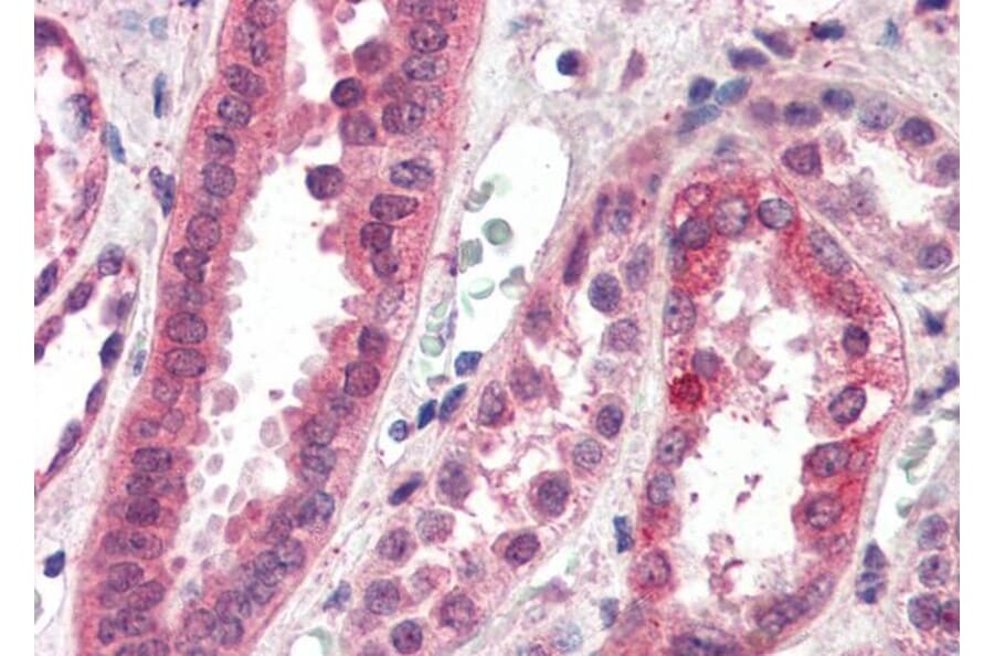 Immunohistochemistry - Anti-CENPF Antibody (A285930) - Antibodies.com