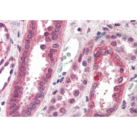 Immunohistochemistry - Anti-CENPF Antibody (A285930) - Antibodies.com