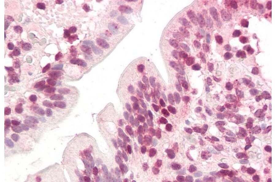Immunohistochemistry - Anti-ZIC5 Antibody (A285931) - Antibodies.com