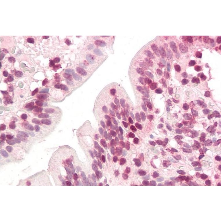 Immunohistochemistry - Anti-ZIC5 Antibody (A285931) - Antibodies.com