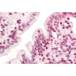 Immunohistochemistry - Anti-ZIC5 Antibody (A285931) - Antibodies.com