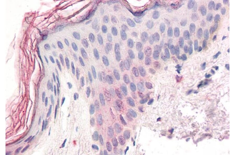 Immunohistochemistry - Anti-ZIC5 Antibody (A285931) - Antibodies.com