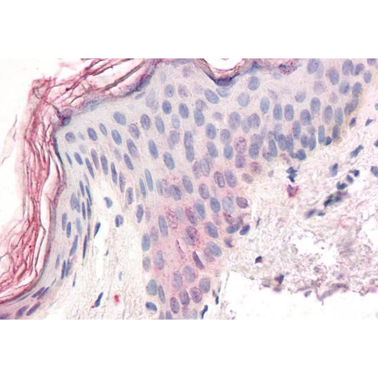 Immunohistochemistry - Anti-ZIC5 Antibody (A285931) - Antibodies.com