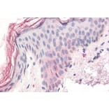 Immunohistochemistry - Anti-ZIC5 Antibody (A285931) - Antibodies.com