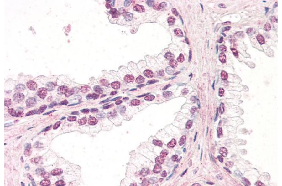 Immunohistochemistry - Anti-ZIC5 Antibody (A285931) - Antibodies.com
