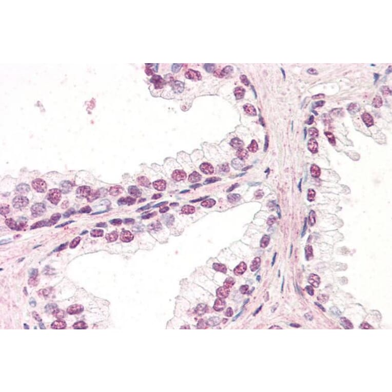 Immunohistochemistry - Anti-ZIC5 Antibody (A285931) - Antibodies.com