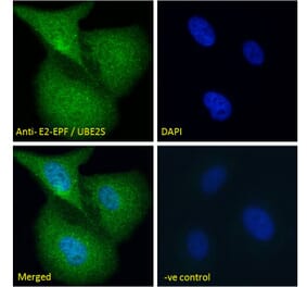 Immunofluorescence - Anti-UBE2S Antibody (A285932) - Antibodies.com