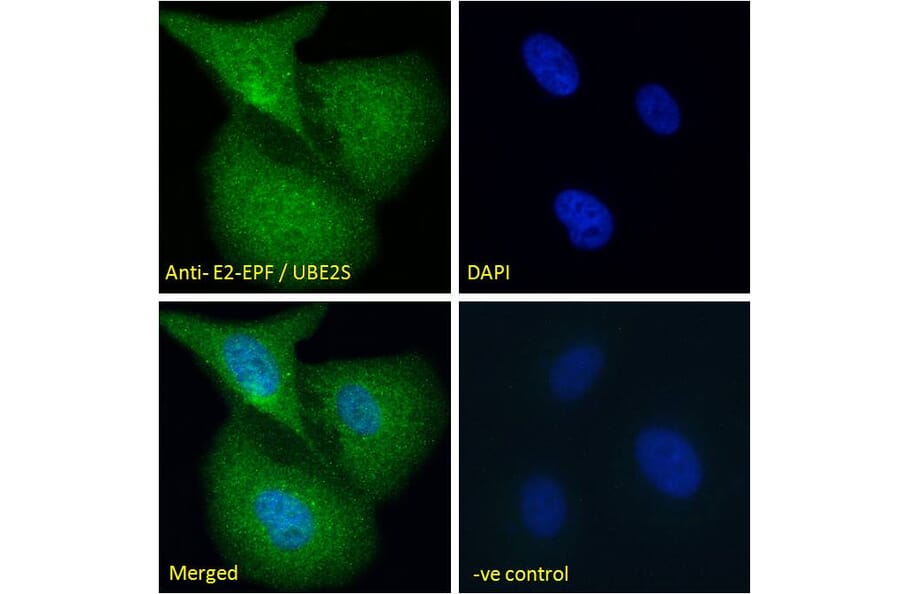 Immunofluorescence - Anti-UBE2S Antibody (A285932) - Antibodies.com