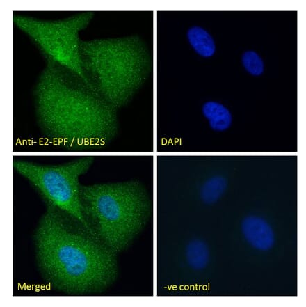 Immunofluorescence - Anti-UBE2S Antibody (A285932) - Antibodies.com