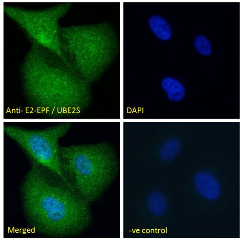 Immunofluorescence - Anti-UBE2S Antibody (A285932) - Antibodies.com