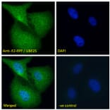 Immunofluorescence - Anti-UBE2S Antibody (A285932) - Antibodies.com
