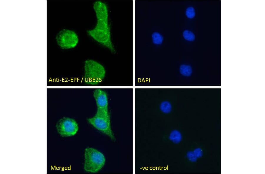 Immunofluorescence - Anti-UBE2S Antibody (A285932) - Antibodies.com