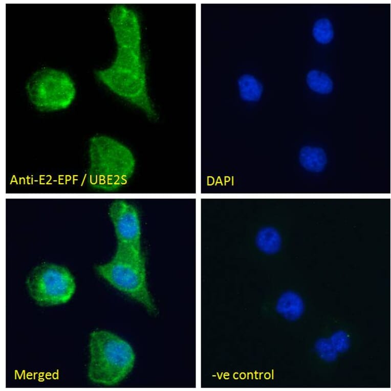 Immunofluorescence - Anti-UBE2S Antibody (A285932) - Antibodies.com