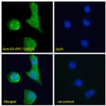 Immunofluorescence - Anti-UBE2S Antibody (A285932) - Antibodies.com
