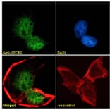 Immunofluorescence - Anti-CECR2 Antibody (A285933) - Antibodies.com