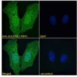 Immunofluorescence - Anti-TRAK2 Antibody (A285934) - Antibodies.com