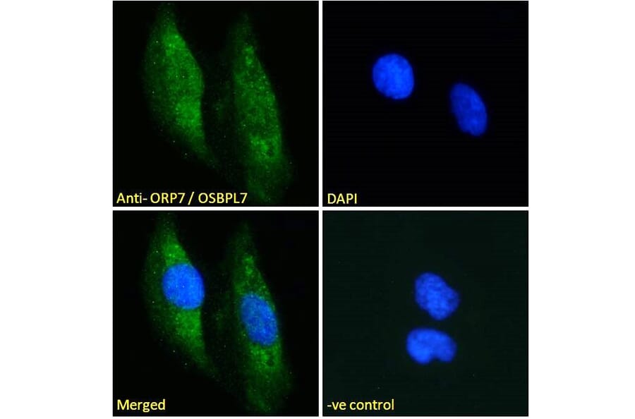 Immunofluorescence - Anti-OSBPL7 Antibody (A285936) - Antibodies.com