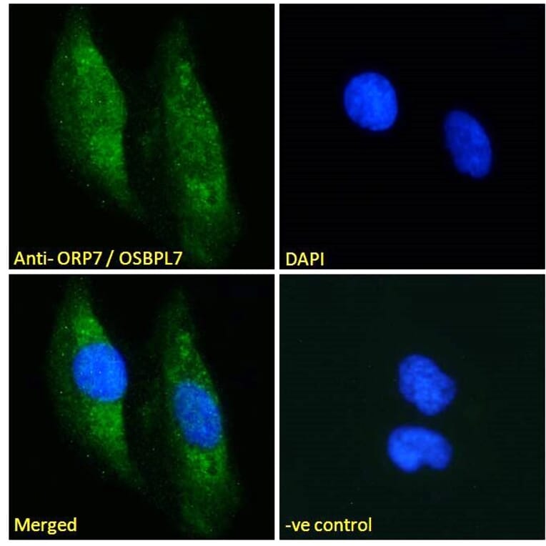 Immunofluorescence - Anti-OSBPL7 Antibody (A285936) - Antibodies.com