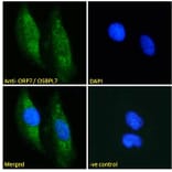 Immunofluorescence - Anti-OSBPL7 Antibody (A285936) - Antibodies.com