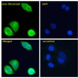 Immunofluorescence - Anti-EPI64/TBC1D10A Antibody (A285937) - Antibodies.com